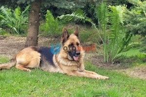 Owczarek niemiecki ZKwP FCI